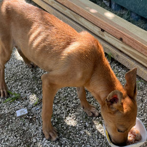 ROO'S RESCUE STORY