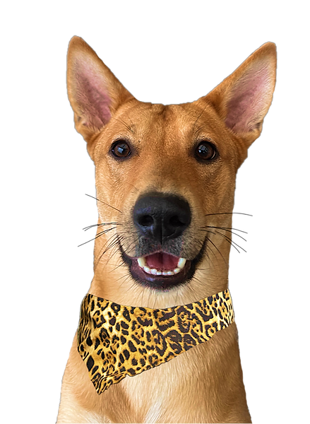 Roo front.png
