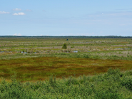 Peatlands: England’s Hidden Climate Heroes
