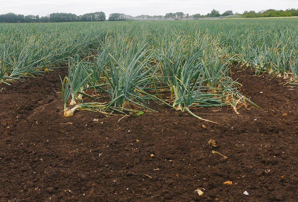 Managing for a sustainable future: Cropping systems on drained lowland peat