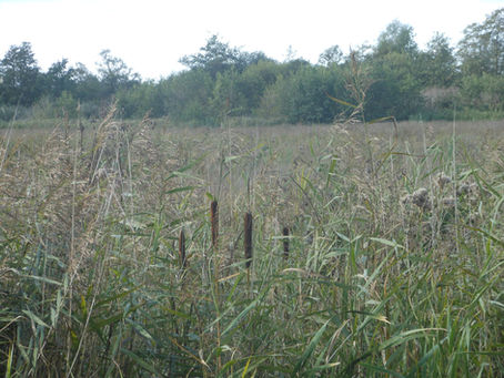 Exploring Peatland Perceptions and the Promise of Paludiculture