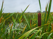 Why Wetter Peatlands Matter: A Fresh Look at the UK’s Path to Climate Ready Landscapes
