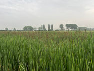 New Research Shows Paludiculture Could Boost Farm Productivity and Nature Recovery