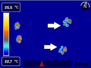 Footprints in thermal image.png