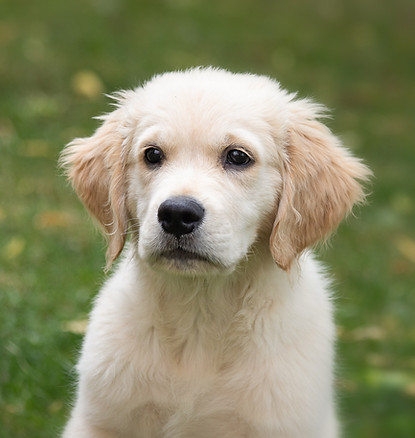 golden-retriever-puppy-cc0.jpg