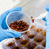 Insect Rearing | Benzon Research