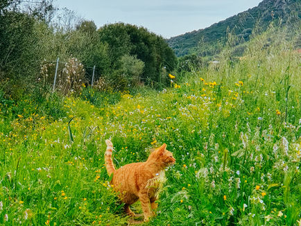 Kater Rossi auf blühender Frühlingswiese, Sardinien
