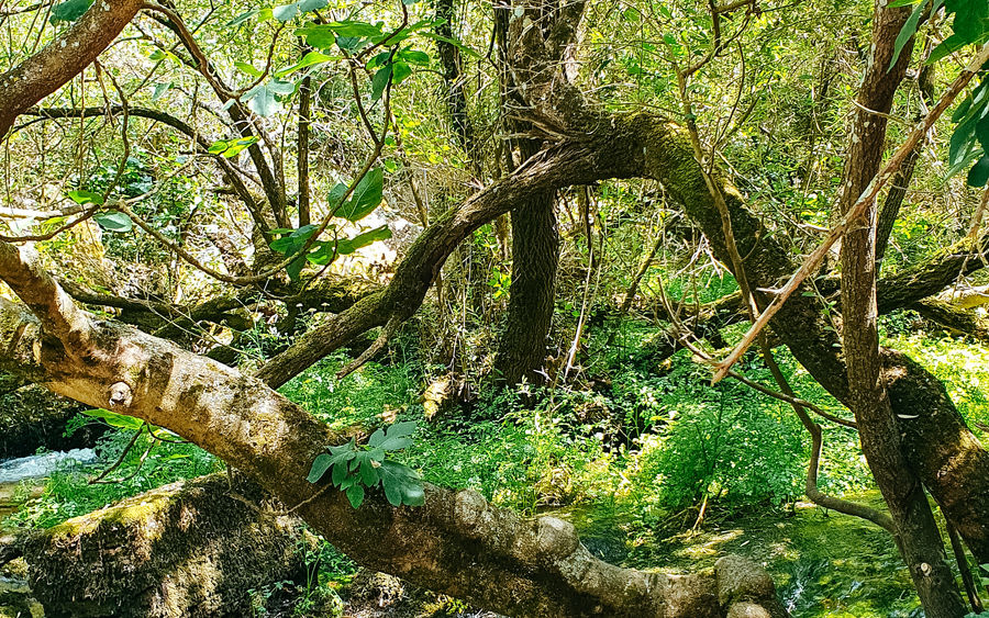 Fluss Sorgente su GOlogone