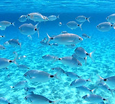 le piscine naturali a costarei