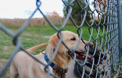 dog behind fence.jpeg