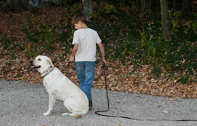 boy training dog.jpeg