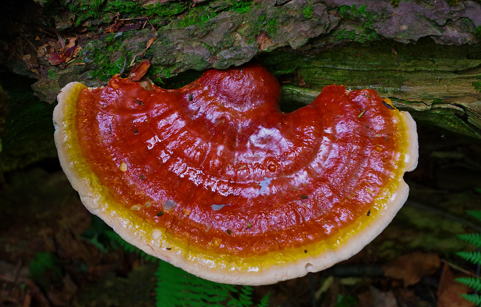 THE POWER OF REISHI