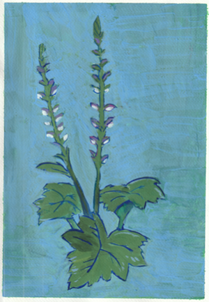 CALENDARIO HERBAL DE MALEZAS