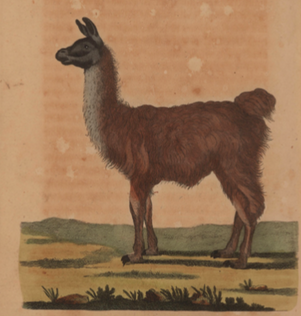 IMÁGENES PARA CONCEBIR OTROS MUNDOS: LA LLAMA EN EL UNIVERSO ANDINO