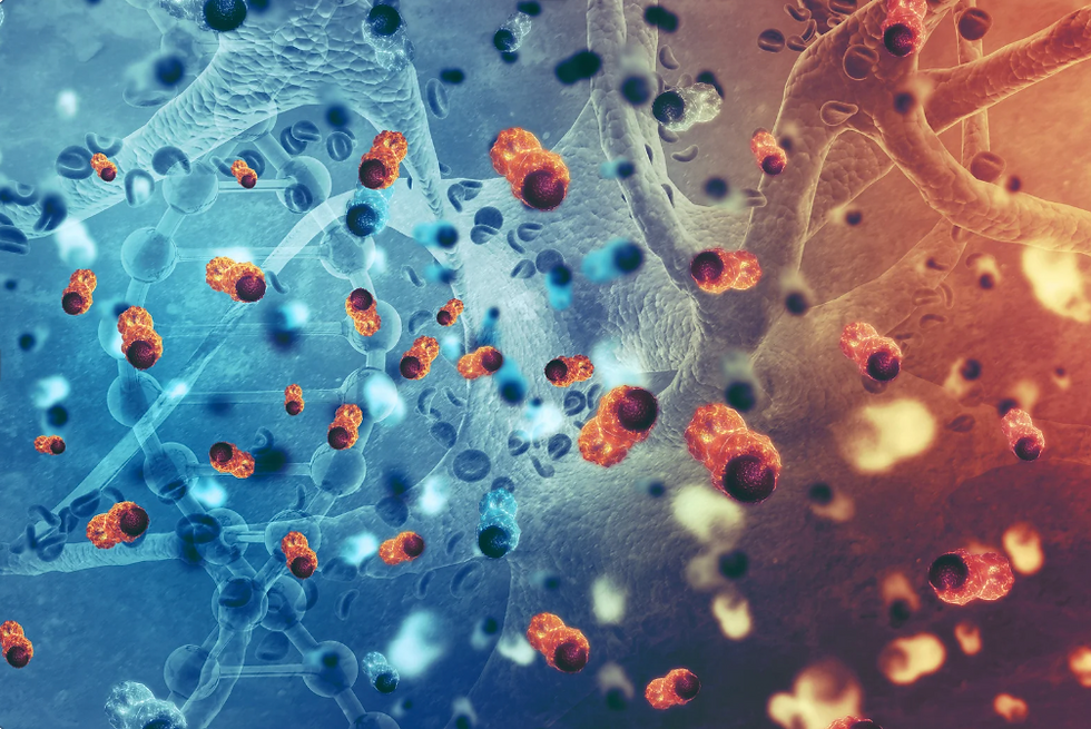 Fasting can be one of the most effective ways for your body to activate autophagy and break down cancer cells – as seen in this image.