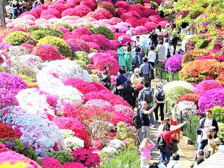 FESTIVAL ANUAL DE AZALEAS EN EL SANTUARIO NEZU