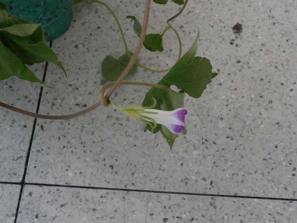アサガオの花①