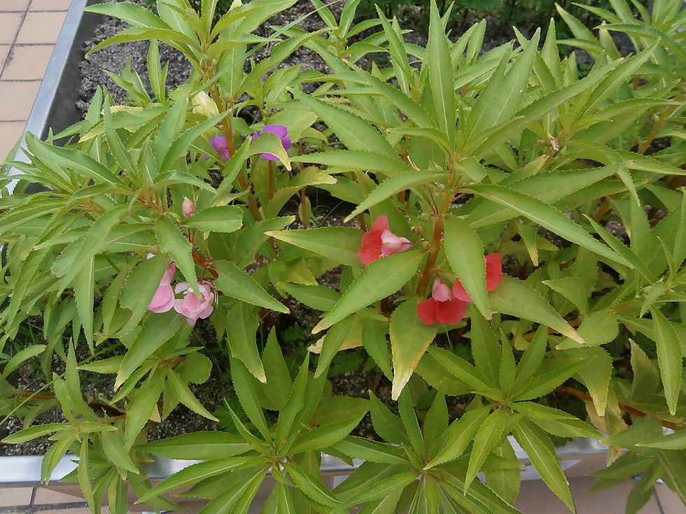 ホウセンカの花