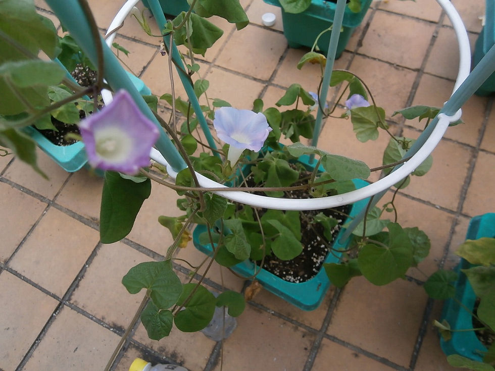 アサガオの花②