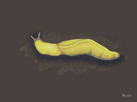 Banana Slug (Ariolimax)
12" x 9" digital media
