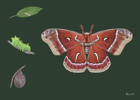 Ceanothus Silk Moth (Hyalophora euryalus)
14" X 10" digital media