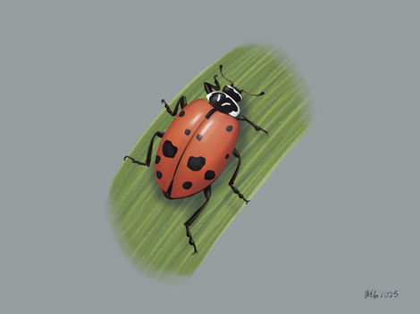 Convergent Lady Beetle (Hippodamia convergent)
9" x 12" digital media