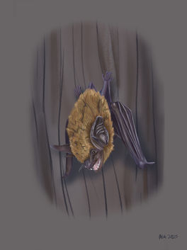 California Myotis Bat (Myotis californicus)
9" x 12" digital media