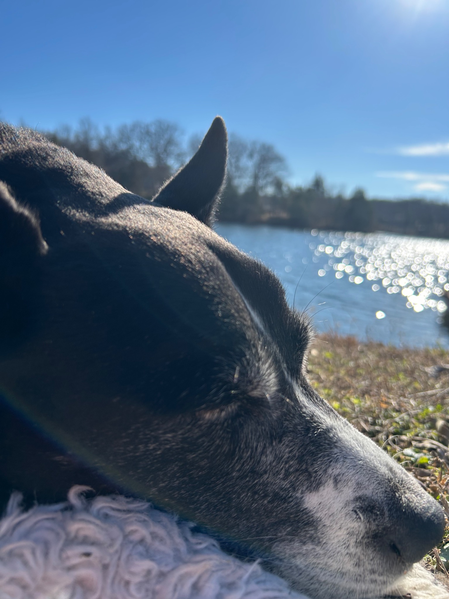 Blu resting beside the lake
