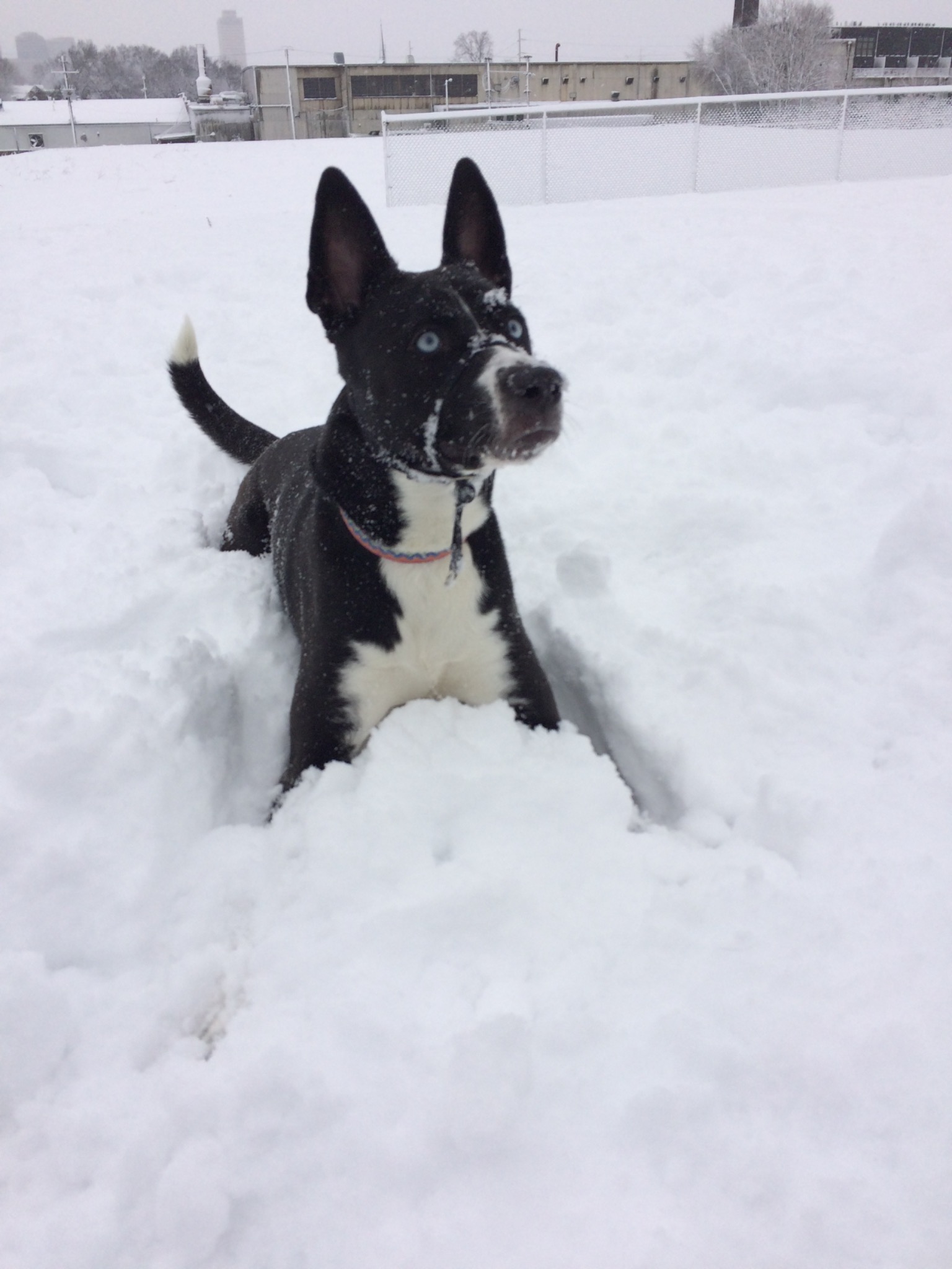 Blu with bright blue eyes playing in the snow