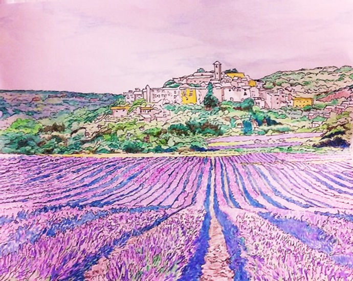 Picture1Lavender field Provence.jpg