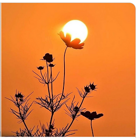 Flower and Sun 2023-03-24 at 10.03.25 PM.png