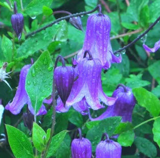 Roguchi Clematis