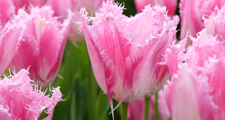 Pink and white bi colour fringed Tulip, tulipa ‘Huis Ten Bosch’ in flower .jpg