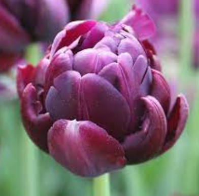 Black Hero Tulip