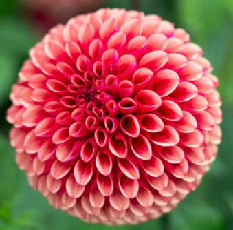 Copper Boy Dahlia Ball Dahlia Copper Bronze Dark-Red and Orange Dahlia small blooms