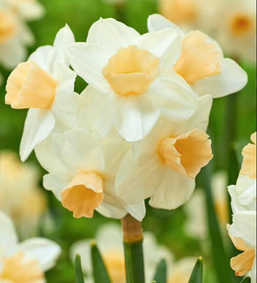 Kapiti Peach /25 Bulbs