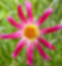 Honka Pink Dahlia Orchid Form Dahlia Pink white yellow centers dahlia small blooms