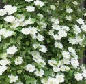 Guernsey Cream Clematis