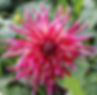 Samourai Dahlia Semi-Cactus Dahlia Pink and Creamy-white Dahlia Large blooms
