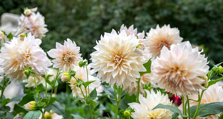 Flower field with white red Dahlias name Cafe Au Lait Royal_edited.jpg