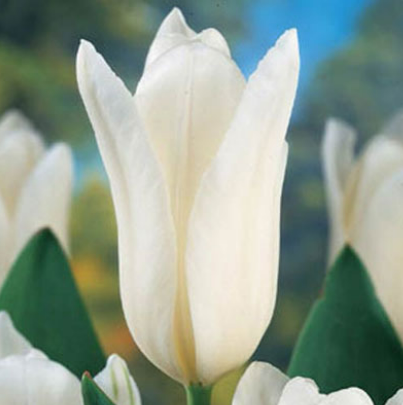 White Emperor Tulip/25 Bulbs