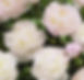Peony lactiflora 'Shirley Temple'