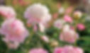 Beautiful flower pink peonies close up, flowering in peonies garden Nature.jpg