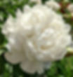 Peony Lactiflora 'Duchess de Nemours' Creamy White Peony Fragrant