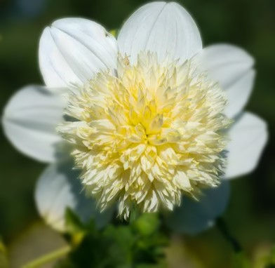Platinum Blonde Dahlia anemone dahlia white dahlia small bloom