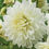 Thumbnail: Snowbound dahlia informal decorative dinnerplate dahlia white dahlia large blooma