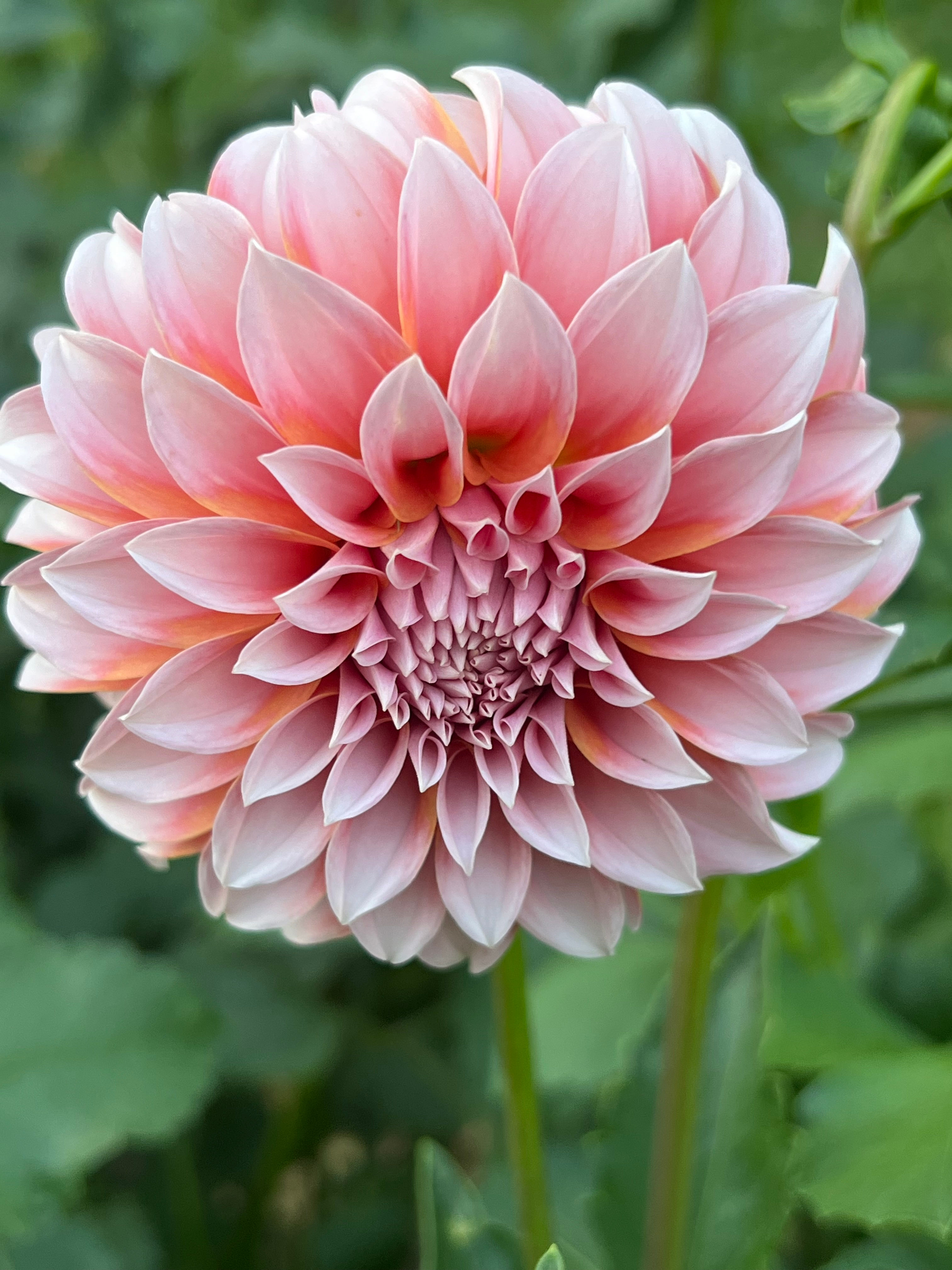 Peaches Dahlia