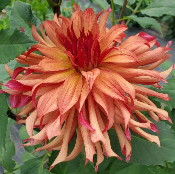 Erpeler Ley Dahlia Informal Decorative Dahlia Copper Colored Dahlia large blooms