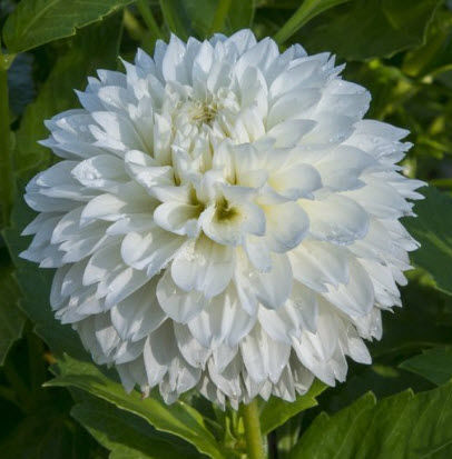 Gitts Attention Dahlia white-blush pink dahlia large blooms informal decorative dinnerplate dahlia