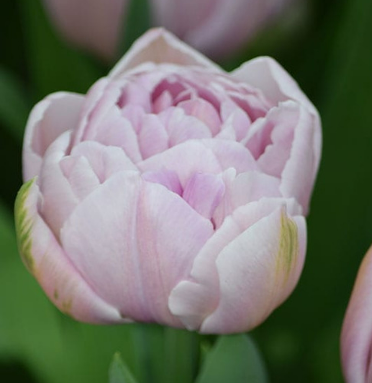 Katinka Tulip